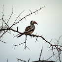 Red-billed Hornbill