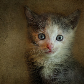 Ophelia by Pat Abbott - Photoshop Art Things ( cats, animals, pets, kittens )