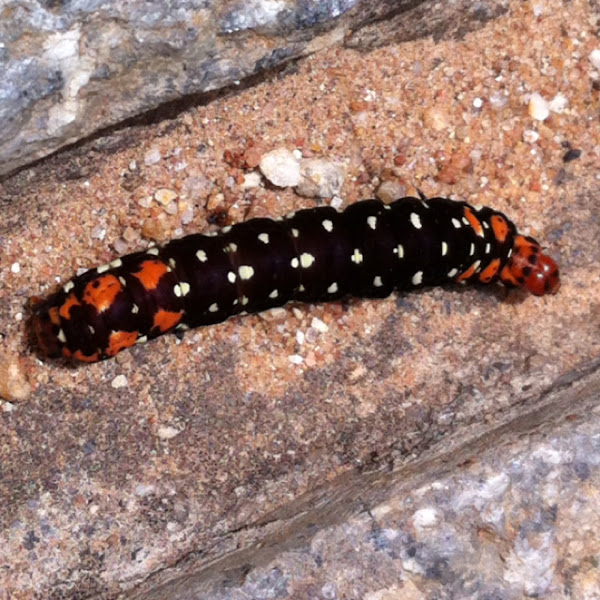 Lily Moth Caterpillar Project Noah