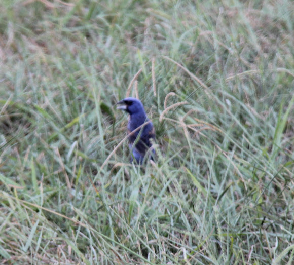 Spotting Image 1