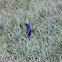 Indigo Bunting