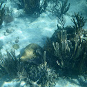 Corals