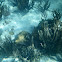 Corals