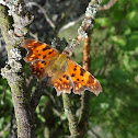 Comma