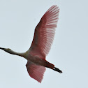 Roseate Spoonbill