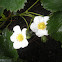 Stroberry Flower