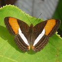 Smooth-banded Sister