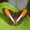 Smooth-banded Sister