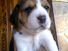 Vendo Cachorras Beagle
