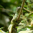 Lizard