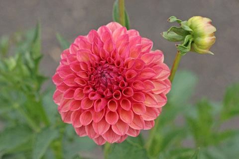 【免費教育App】Dahlias 101-APP點子