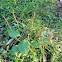 Plantain