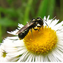 Small Carpenter Bee