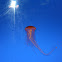 Japanese Sea Nettles