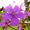 Tibouchina flower, Quaresmeira (Brazil)