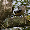 Bornean Treepie