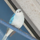 Blue-gray tanager