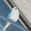 Blue-gray tanager