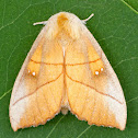 White-dotted Prominent Moth