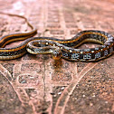 Buff Striped Keelback