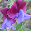 Sweet Pea