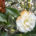 Camelia