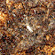 Cave flyer