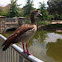 egyptian goose