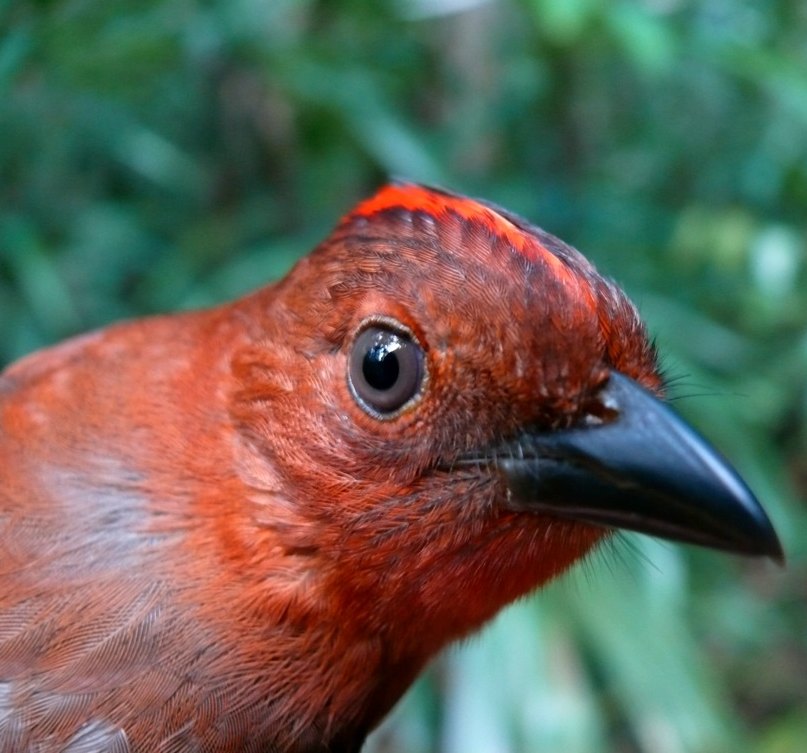 Ant-tanager