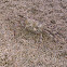 Ghost crab
