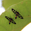Amata Wasp Moth