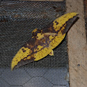 Imperial Moth
