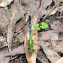 Eastern Pondhawk (female)
