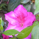 vuykes rosy red