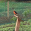 Vermilion Flycatcher