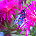 Blue and Pink Atlas Moth