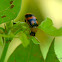 Bean Beetle (Chrysomelidae)