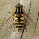 Syrphid Fly - female