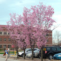 Columnar Sargent Cherry