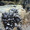 Mussel