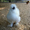 Silkie