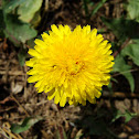 Dandelion