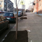 american elm
