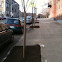 american elm