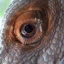dragon barbudo