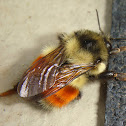 bumblebee