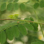 Polished Lady Beetle