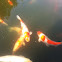Koi