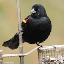 Red-winged blackbird, male