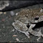 Cope's Gray Treefrog